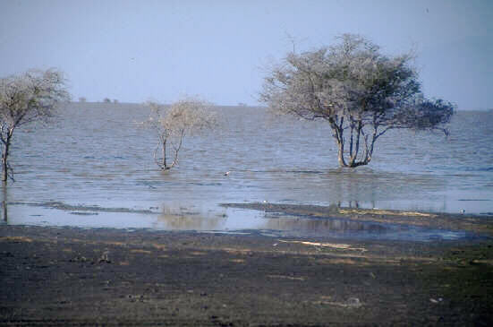 Afrika Online Tansania Lake Manyara