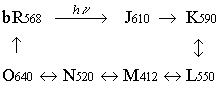 Reaktionszyclus