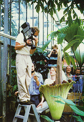 Amorphophallus titanum in Bonn 1987