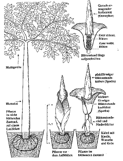 Amorphophallus-Beschreibung