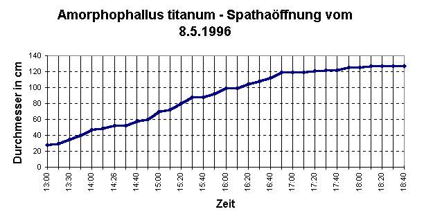 A. titanum '96 - Spatha-&Ouml;ffnung