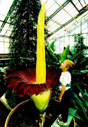 Amorphophallus titanum in Bonn 1996
