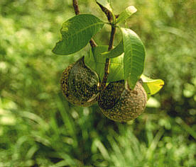 Afrika Online: Apocynaceae: Tabernaemontana Elegans