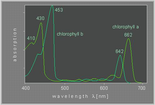 Botany online: Photosynthesis - Absorption Spectra - Chlorophyll a and b