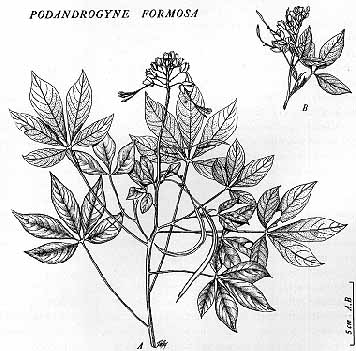 Podandrogyne drawing