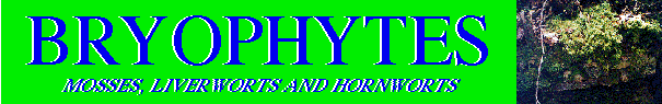 Bryophytes