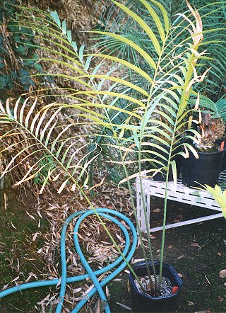 cycas_simplicina.JPG (74163 bytes)