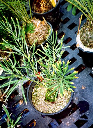 macrozamia_occidua.JPG (72308 bytes)