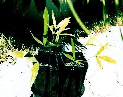 zamia_sp_encephalartoides.JPG (35639 bytes)