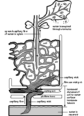 Capillary Diagram