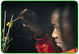 Student pollinating with beestick