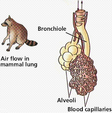Animal Respiration: Gill Breathing