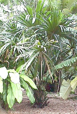 borassodendron_machodonis_juv.JPG (84195 bytes)