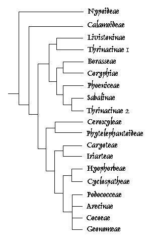 palmclade.gif (5275 bytes)