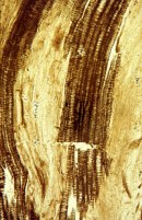 Asteroxylon-houtvaten