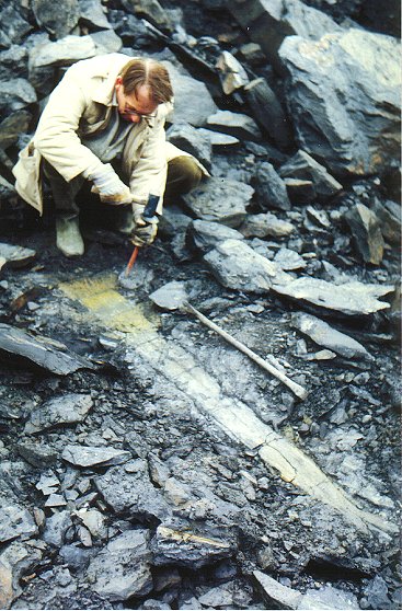 Calamites in the Piesberg