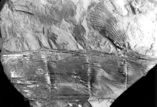 Opvulling van een rhizoom