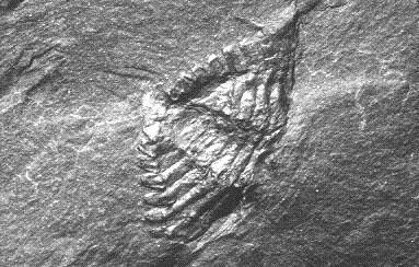 Belinurus (positief)