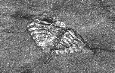 Belinurus (negatief)