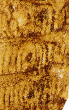 Afweerklieren en ribbels