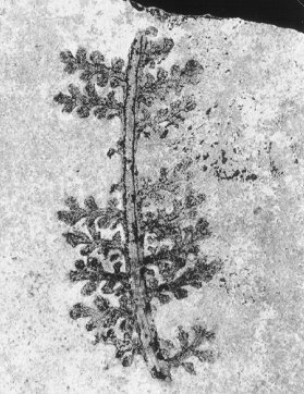 Gracilopteris bergeronii