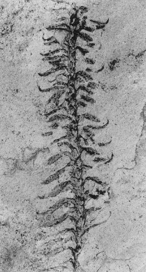 Ernestiodendron filiciforme