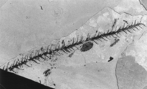 Culmitzschia goeppertiana