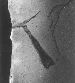 Gomphostrobus bifidus