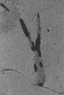 Gomphostrobus bifidus