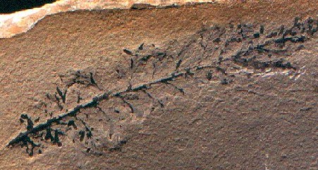 Gracilopteris strigosa