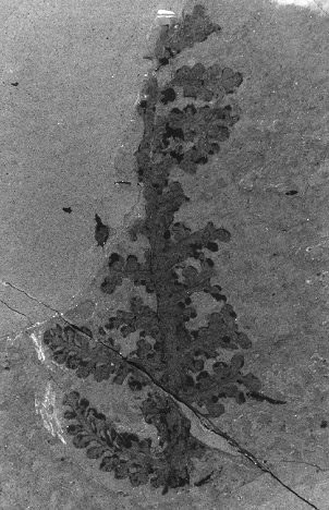 Rhachiphyllum subauriculata