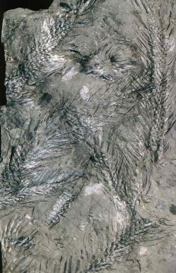 Lepidodendron lycopodioides