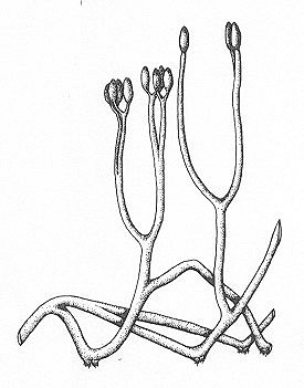 Reconstruction of Aglaophyton