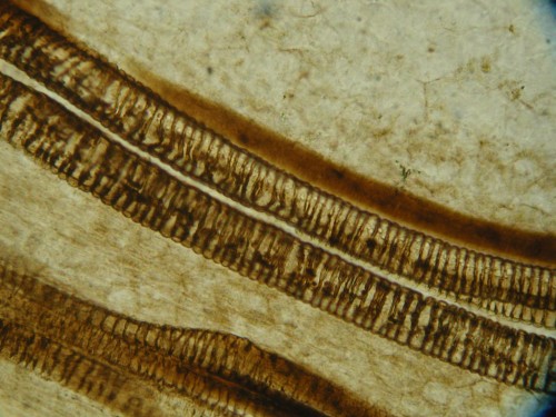 Houtvaten van Asteroxylon