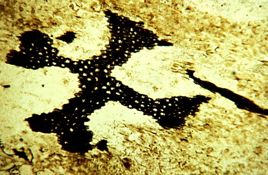 Houtweefsel van Asteroxylon