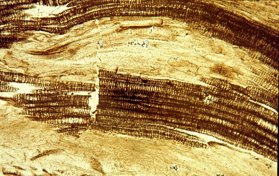 Houtvaten van Asteroxylon