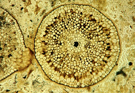 Rhynia gwynnevaughanii