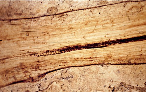 Stehel van Rhynia met houtvaten