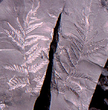 Alethopteris lonchitica