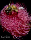 BeeThistle.jpg (58958 bytes)