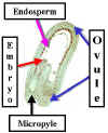 CapsellaEarlyEmbOver240Lab.jpg (30793 bytes)