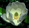 MAGNOLIAFLR.JPG (106206 bytes)