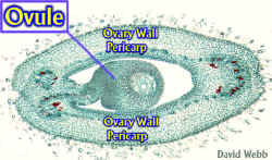 BeanOvaryOvuleLab.jpg (58862 bytes)