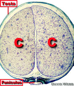 BeanSeedXSCoty400Lab.jpg (202748 bytes)