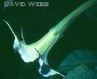 DaturaFlower240.jpg (10829 bytes)