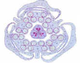 FlowerX-S360.jpg (39116 bytes)