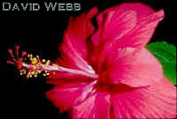 HibiscusFlr240.jpg (12567 bytes)