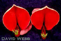 LegRedFace240.jpg (14090 bytes)