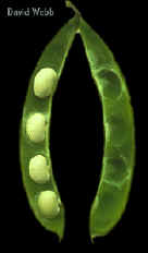 LimaBeanFruSeed200.jpg (24454 bytes)