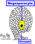 OvuleAngip150.jpg (27007 bytes)